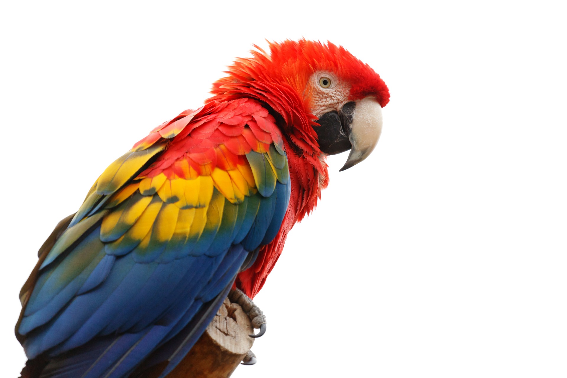 Papuga ara jest bardzo ciekawska, potrzebuje zapewnienia jej dużo atrakcji i urozmaicenia w klatce.